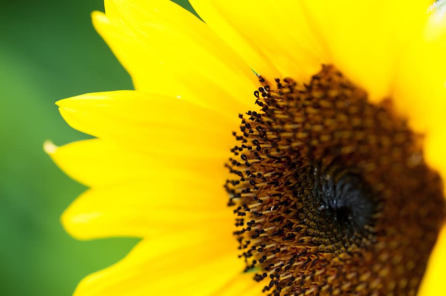 sunflower, yellow, summer, plant, flowering plant, petal, flower head HD wallpaper