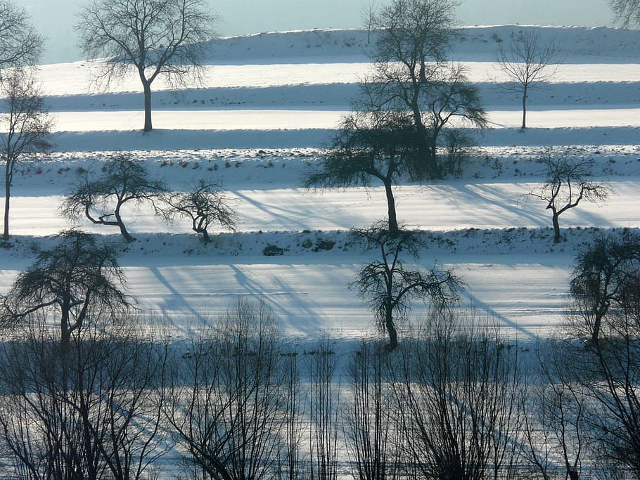 winter, snow, wintry, white, snowy, trees, winter dream, back light HD wallpaper