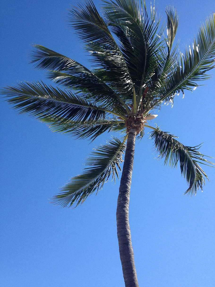 palm, tree, sky, palm tree, tropical climate, plant, low angle view HD wallpaper