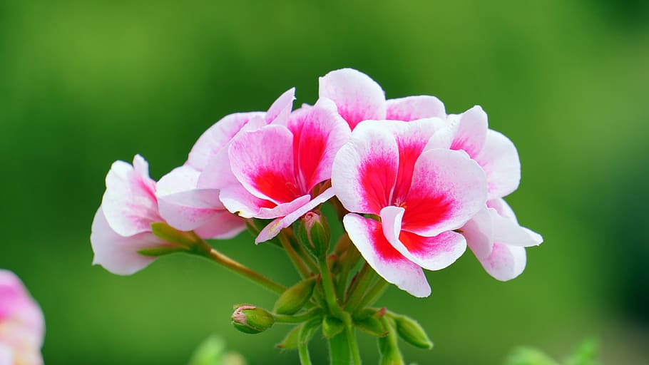 Pink and Red Petal Flower, bloom, blossom, close-up, flora, flowers HD wallpaper