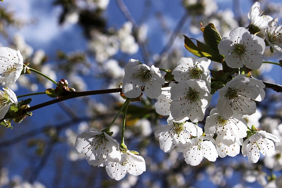 cherry blossoms, white, flower, tree, spring, nature, branch HD wallpaper