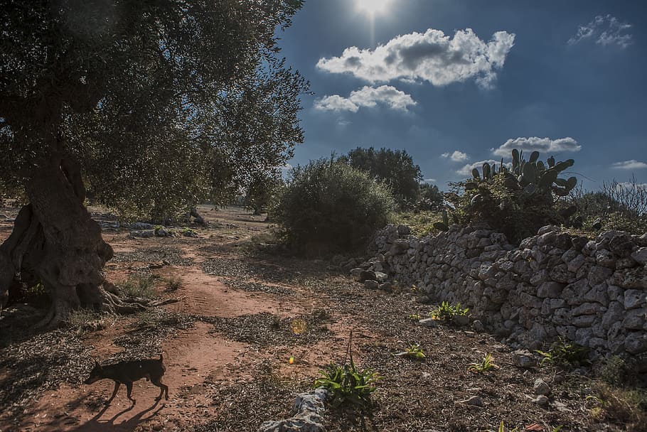 Salento, Campaign, Wall, Dog, Pinscher, old wall, olive trees, HD wallpaper
