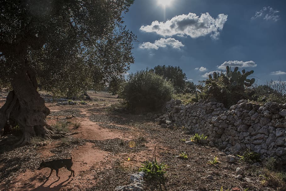 Salento, Campaign, Wall, Dog, Pinscher, old wall, olive trees HD wallpaper
