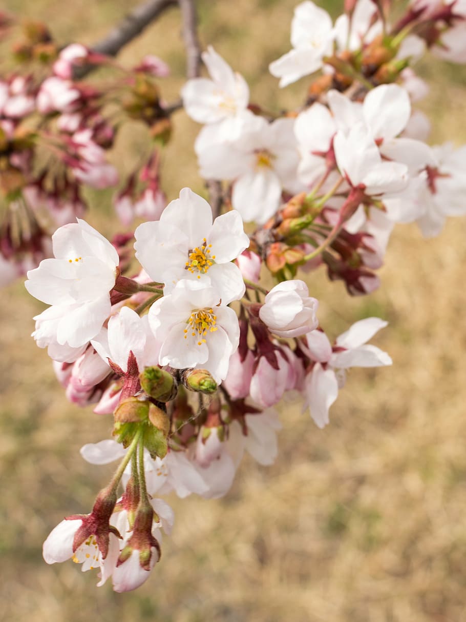 flowers, cherry, japan, spring, wood, lawn, cherry blossoms HD wallpaper