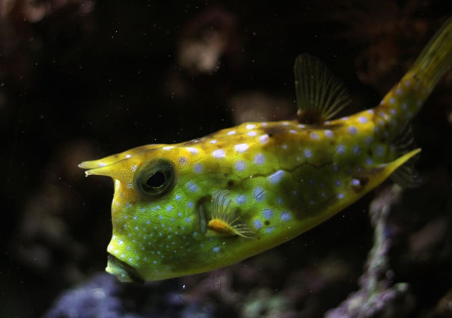 kuhfisch, fish, underwater, boxfish, horned, maritime, sea HD wallpaper