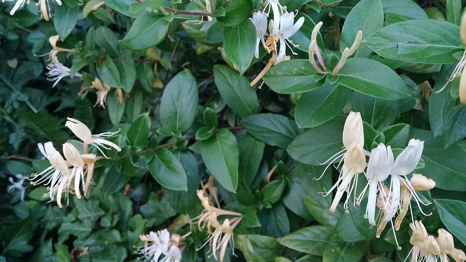 honeysuckle, flower, spring, leaf, plant part, growth, green color HD wallpaper