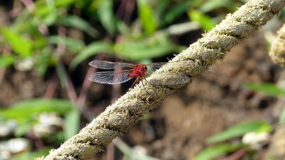 nature, insect, leaf, animal, plant, animal world, wing, dragonfly HD wallpaper