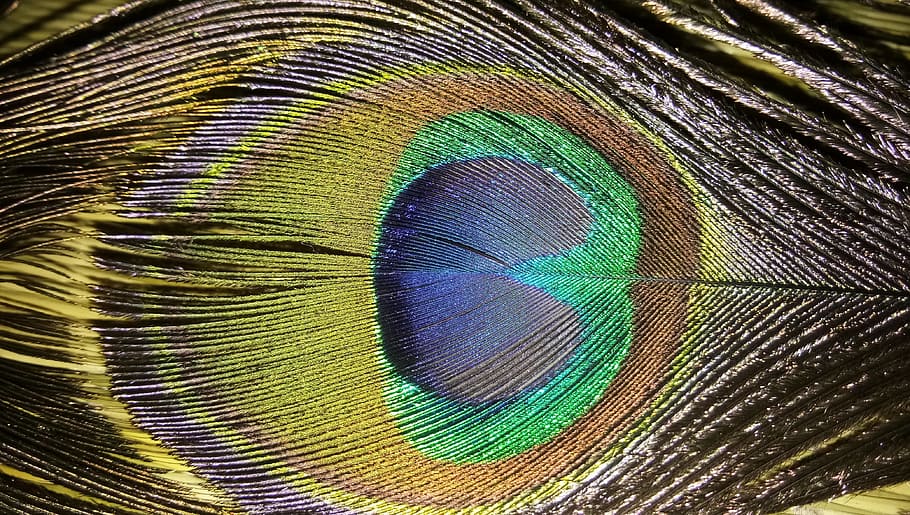 desktop, abstract, pattern, color, feather, closeup, multi colored HD wallpaper