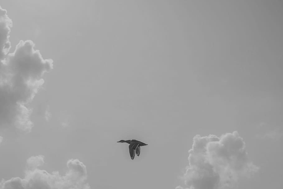 Black Goose Flying, animal, bird, clouds, daylight, duck, flight HD wallpaper