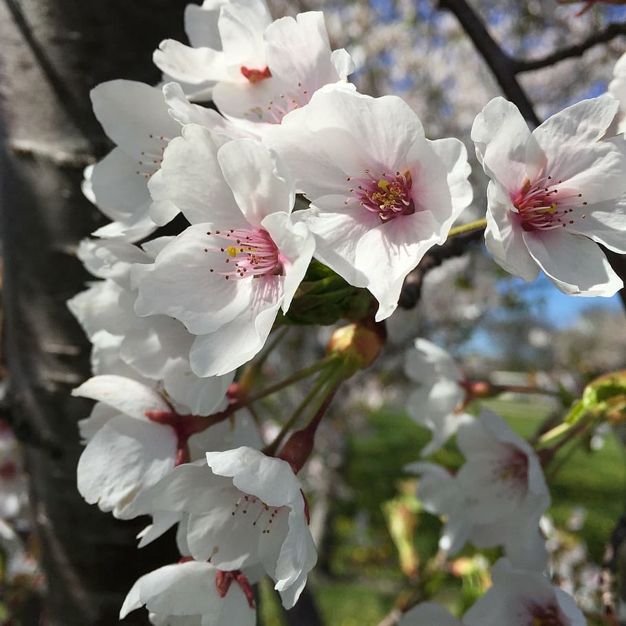 blossoms, spring, nature, bloom, branch, plant, blooming, pink HD wallpaper