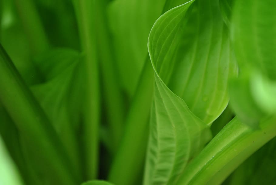 green leaves in macro shot photography, shallow focus photography green leafed plant HD wallpaper