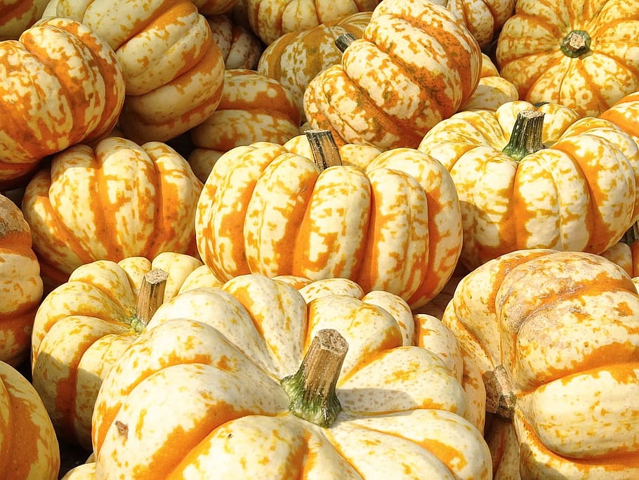 Pumpkin, Gourd, Decoration, Structure, autumn motives, pumpkins HD wallpaper