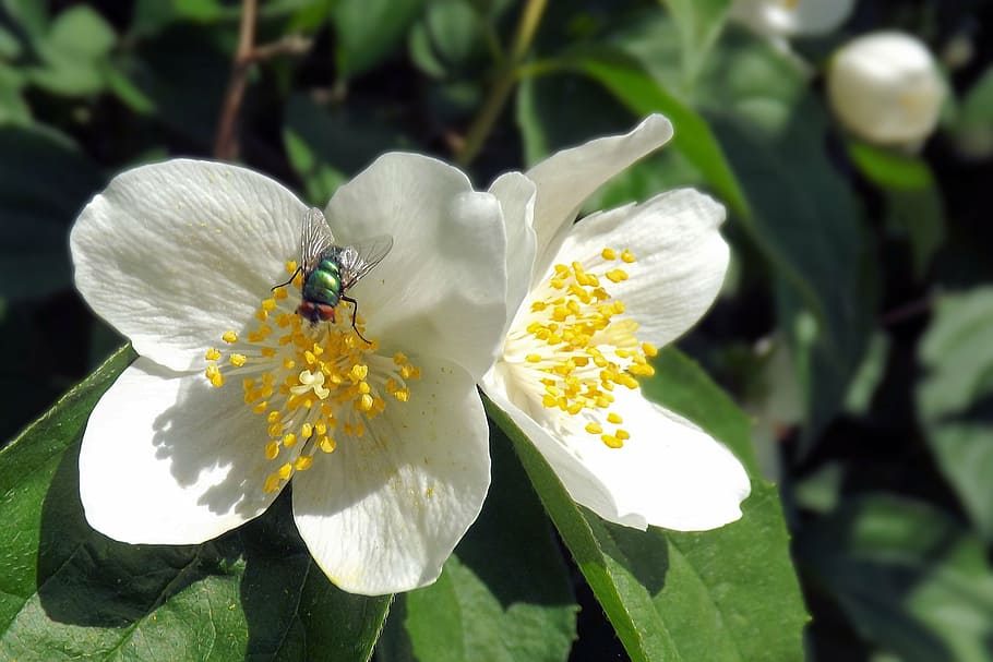 blossom, insect, fly, bloom, spring, white, flower, flowering plant HD wallpaper