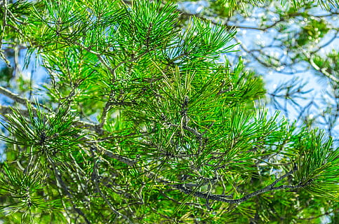 Spruce, Fir, Branch, Branches, Needles, green, pine, wood, woods HD wallpaper