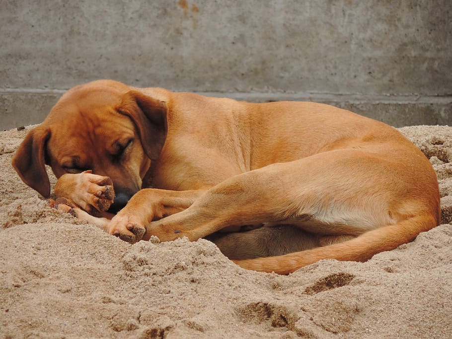 dog, brown, sleeping, sand, canine, one animal, animal themes HD wallpaper