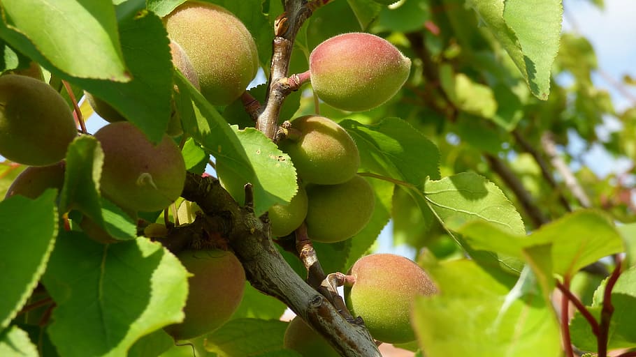 tree, apricot, a branch, fruit, foliage, food, nature, agriculture HD wallpaper