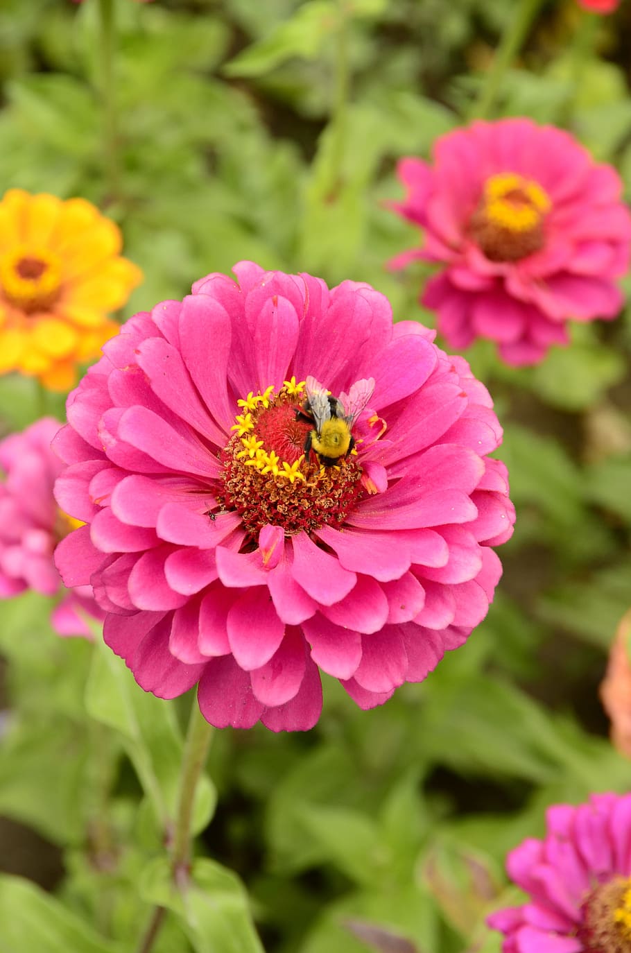 Flower, Pink, Bee, Nature, Wasp, Macro, blossom, plant, summer HD wallpaper