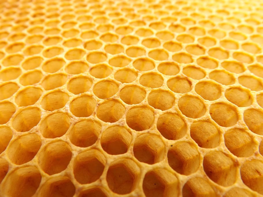 macro photography of Honey comb, honeycomb, beekeeping, beehive
