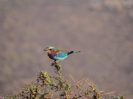 bluebird perching on tree, forked roller, colorful, kenya, savannah HD wallpaper