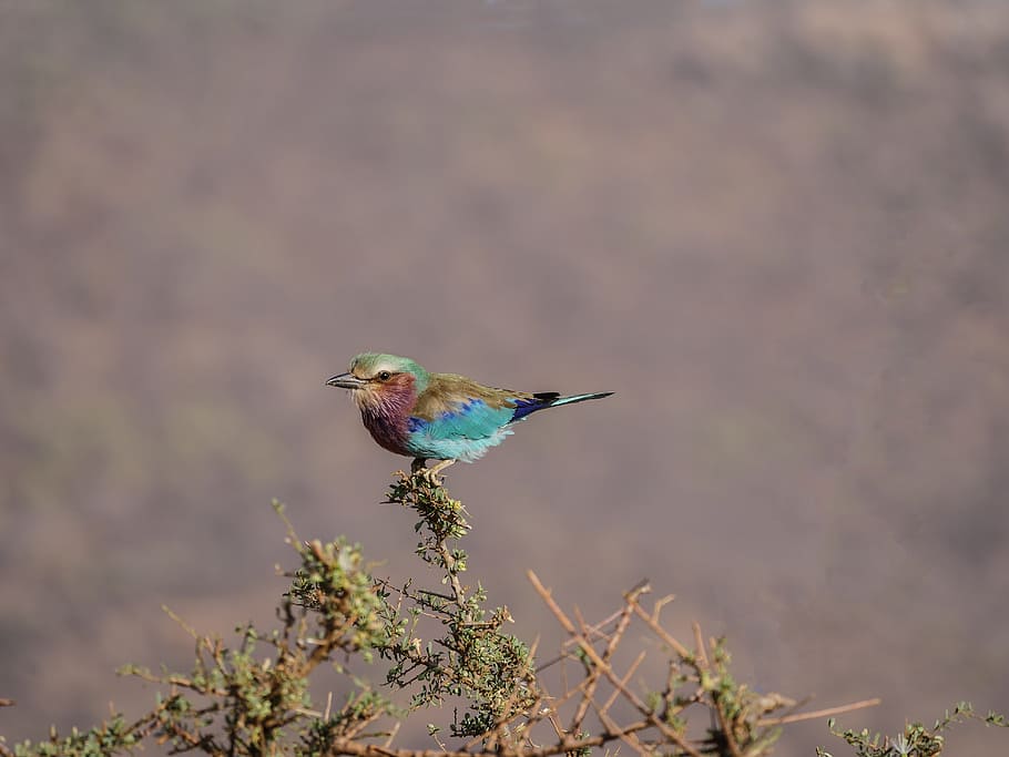 bluebird perching on tree, forked roller, colorful, kenya, savannah HD wallpaper