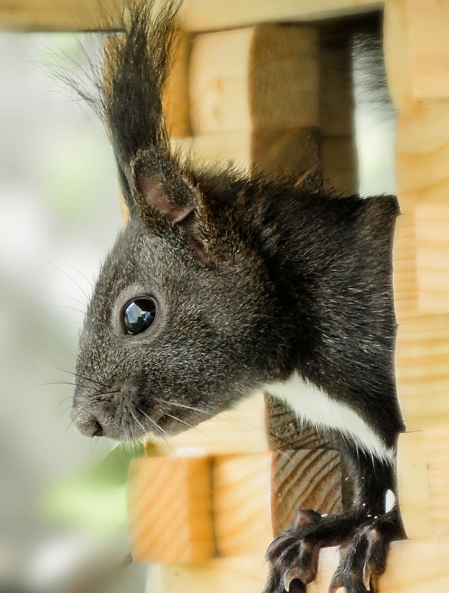 black animal on window, Squirrel, Aviary, possierlich, nager HD wallpaper