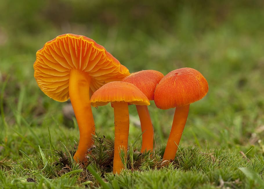 orange fungi on the ground, fungus, mushroom, fall, nature, boletus, HD wallpaper
