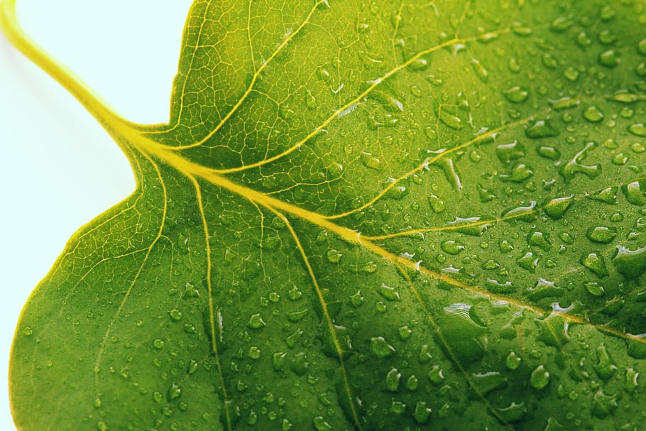 close-up photo of green leaf with water droplets, closeup photography HD wallpaper