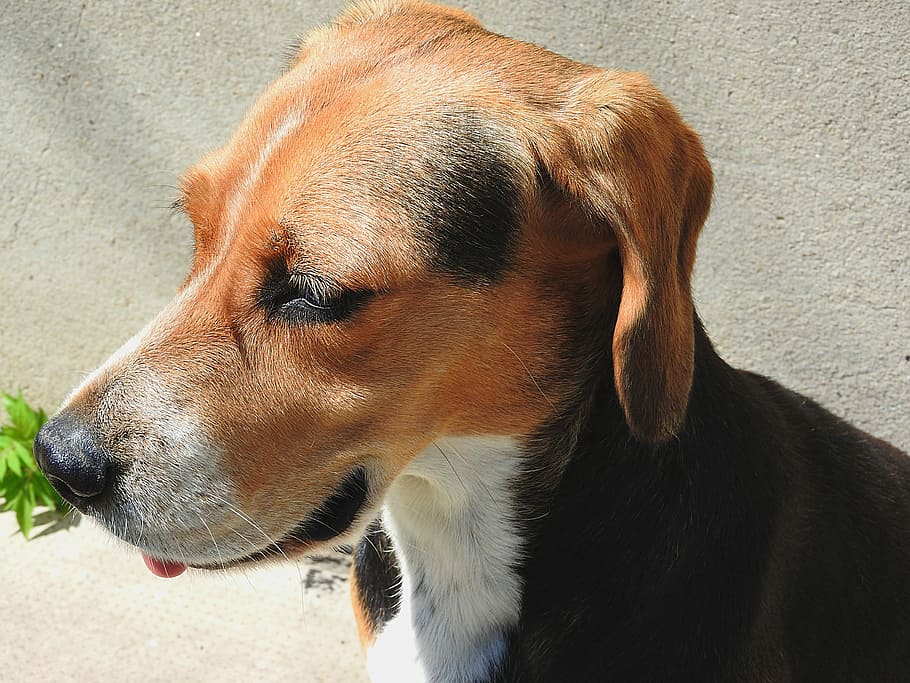 Beagle, Dog, Pet, pets, one animal, domestic animals, animal themes HD wallpaper
