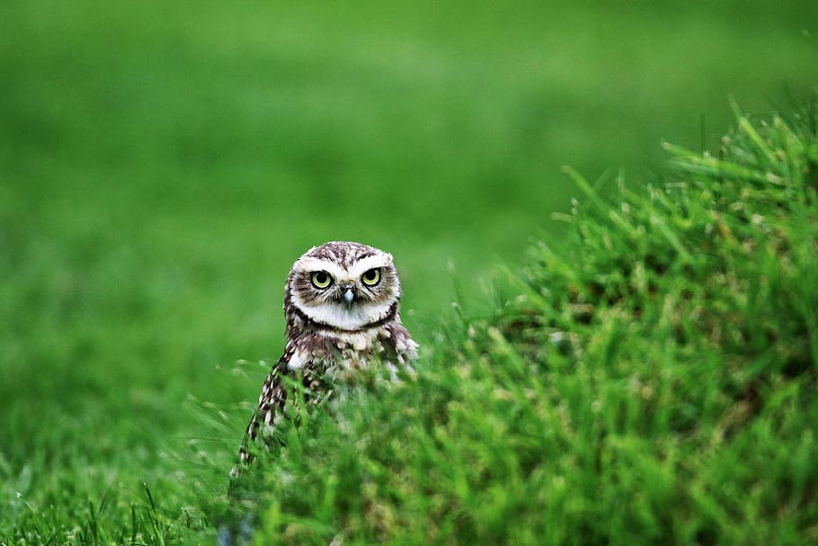 burrowing-owl-small-owl-bird-burrowing.jpg