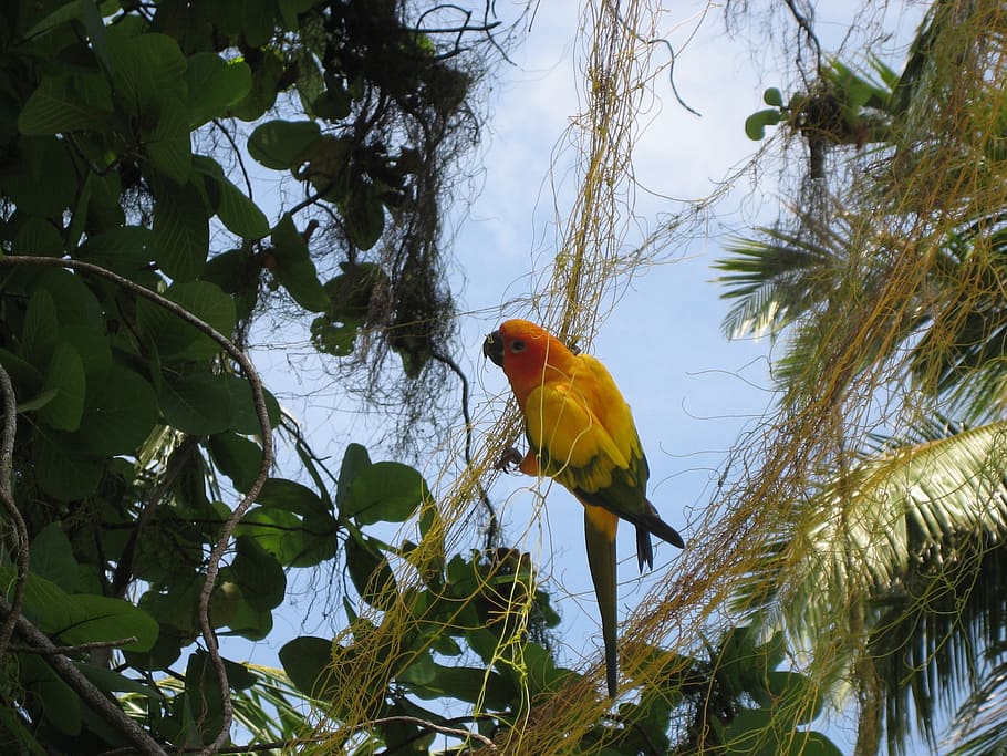 parrot, maldives, bird, vertebrate, animal, animal themes, tree HD wallpaper