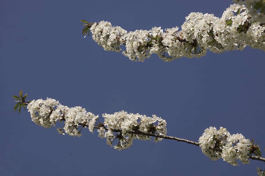 blossom, cherry, white, flower, spring, blue, sky, bud, nature HD wallpaper