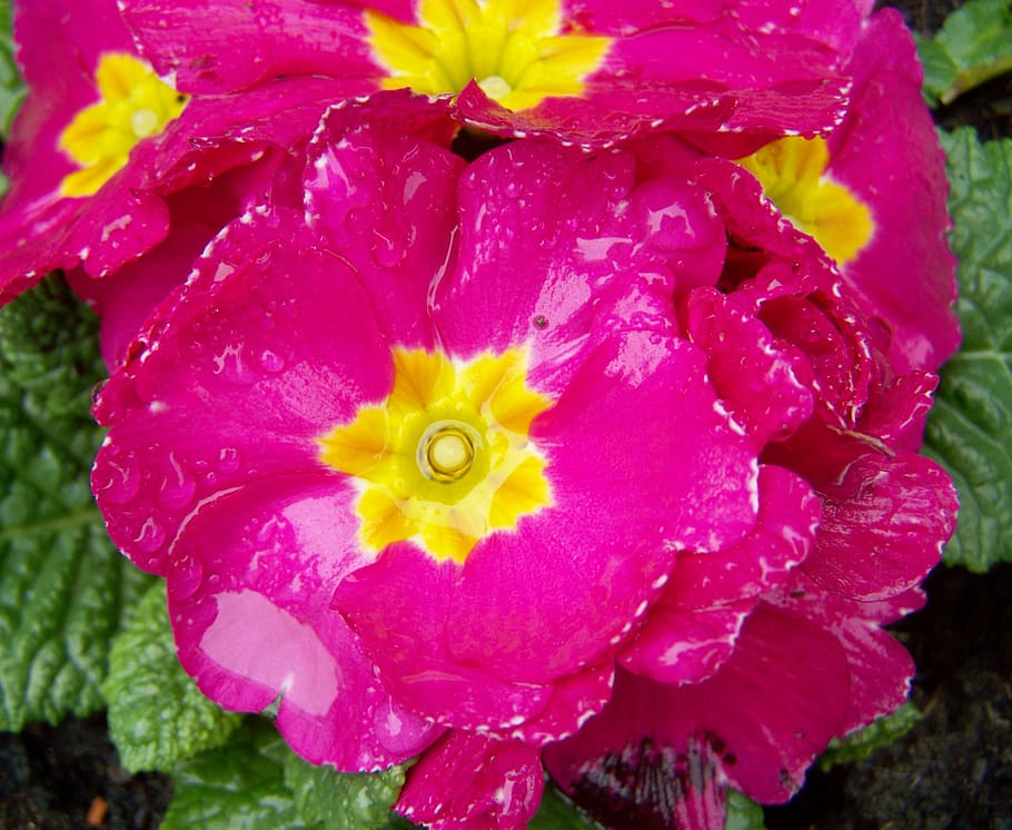 primula, pink primrose, spring flower, nature, plant, close-up HD wallpaper