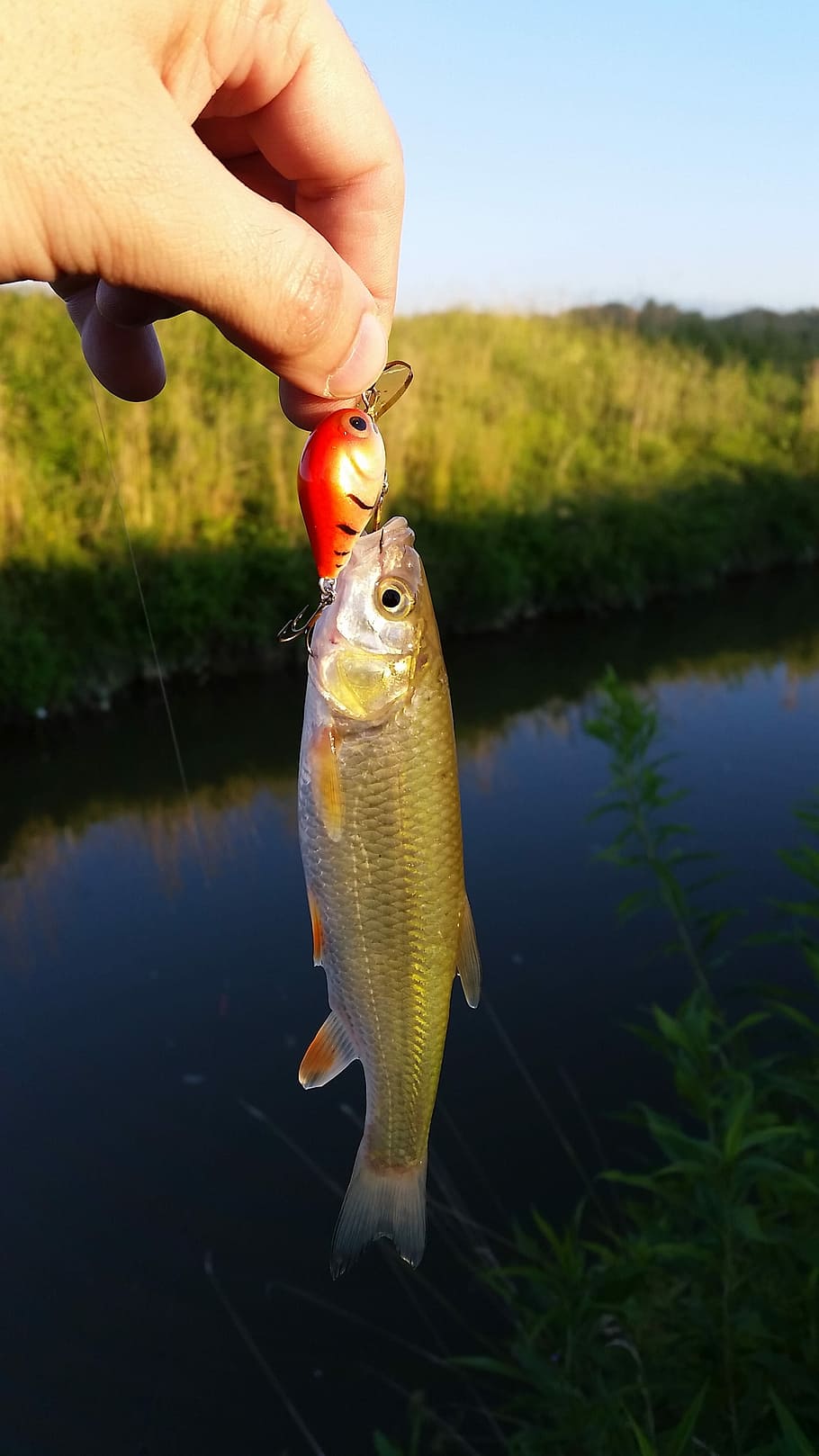 fishing, chub, spinning, angling, river, animal, catch, hobby HD wallpaper