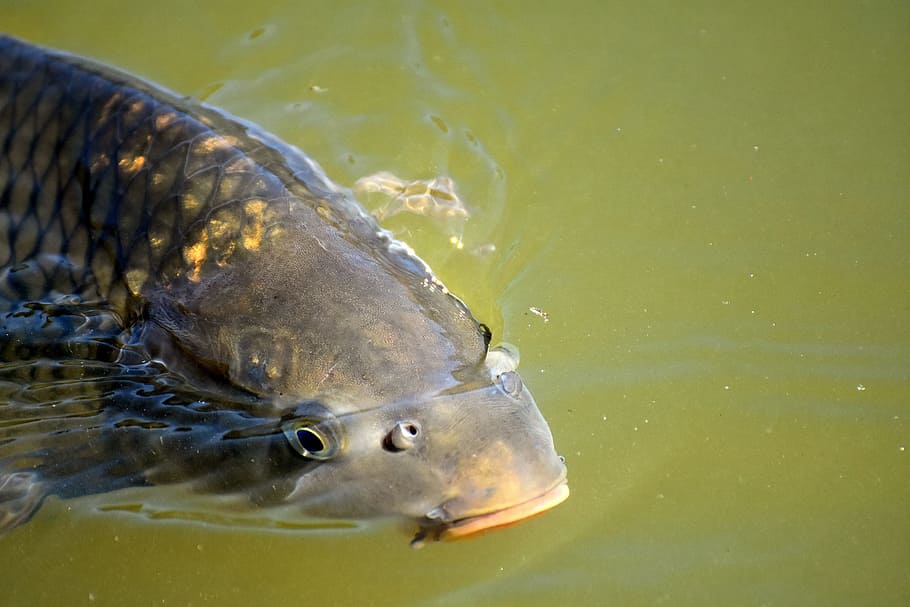 gray fish, Carp, Water, Swim, Foot, Open, animal, wildlife photography HD wallpaper