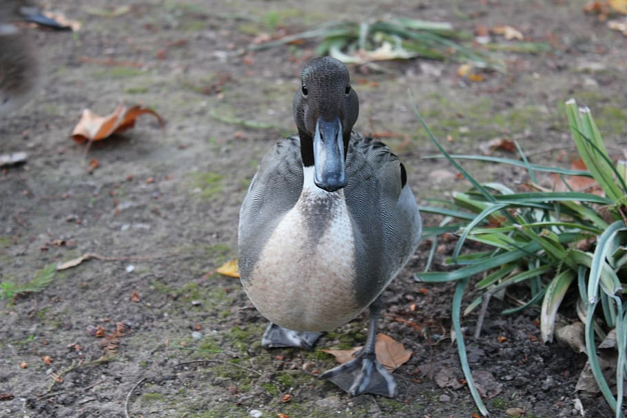 duck, nature, wild, aranjuez, birds, animal, waterfowl, water animal HD wallpaper