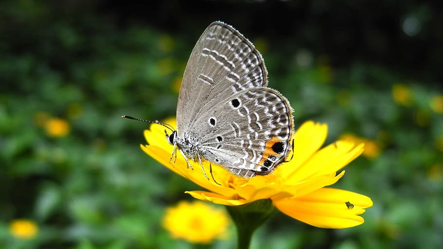 Butterfly, Flower, Wallpaper, insect, nature, butterfly - Insect HD wallpaper