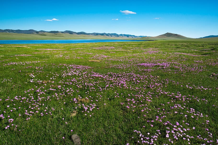 green and pink flower field during daytime, Meadow, Lake, Primrose