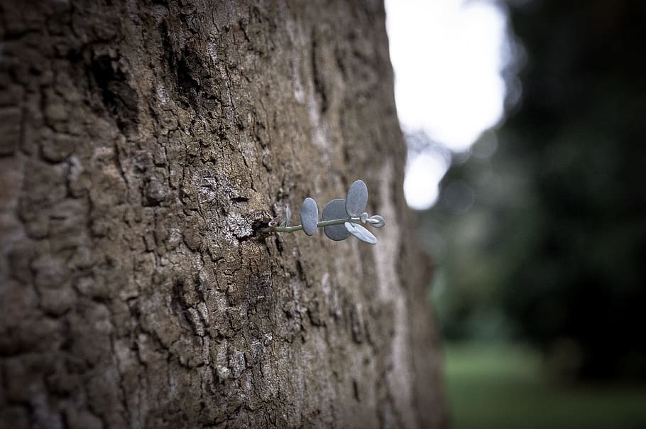 tree, nature, landscape, no people, close-up, day, tree trunk HD wallpaper