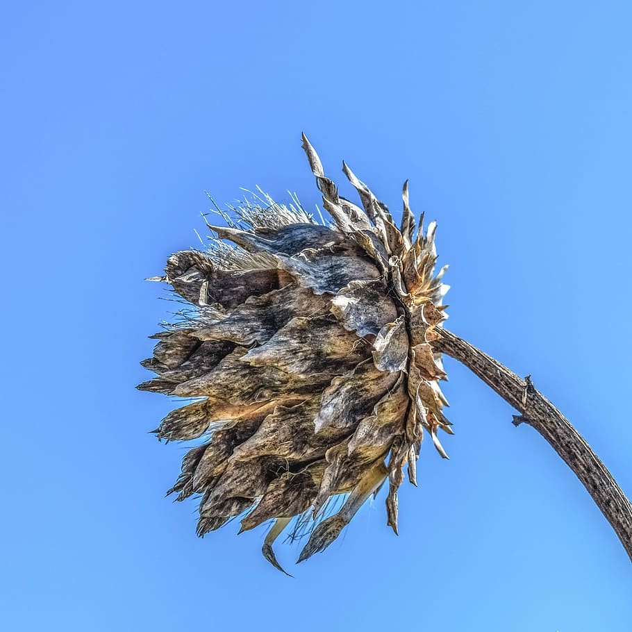 drought, thistle, plant, thorns, nature, wild, dry, flora, cyprus HD wallpaper