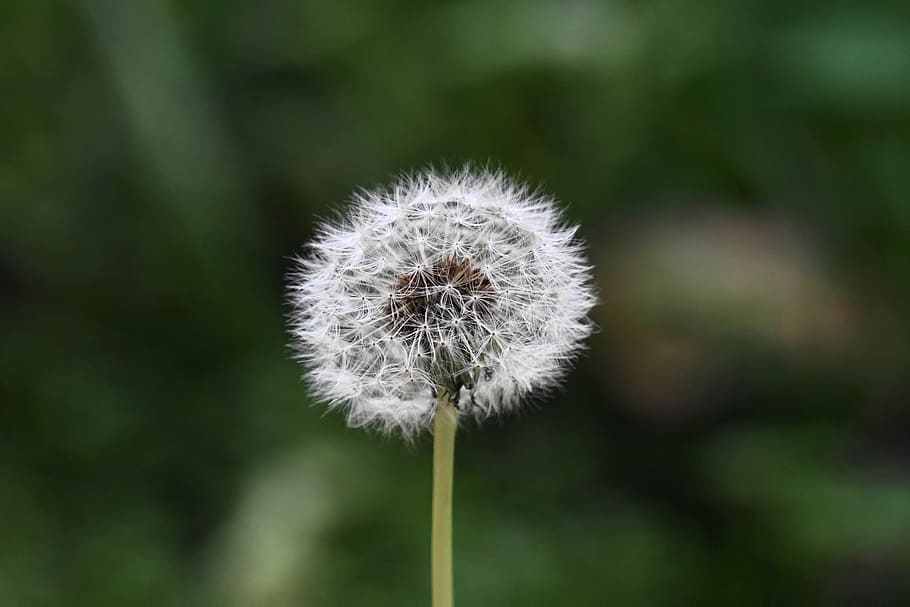 white flower, white dandelion, close up, photo, weed, plant, stem HD wallpaper