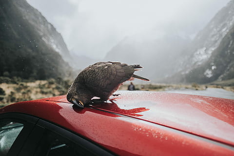 selective focus photography of black bird on top of red car, selective focus photography of bird perched on top of red car during day HD wallpaper