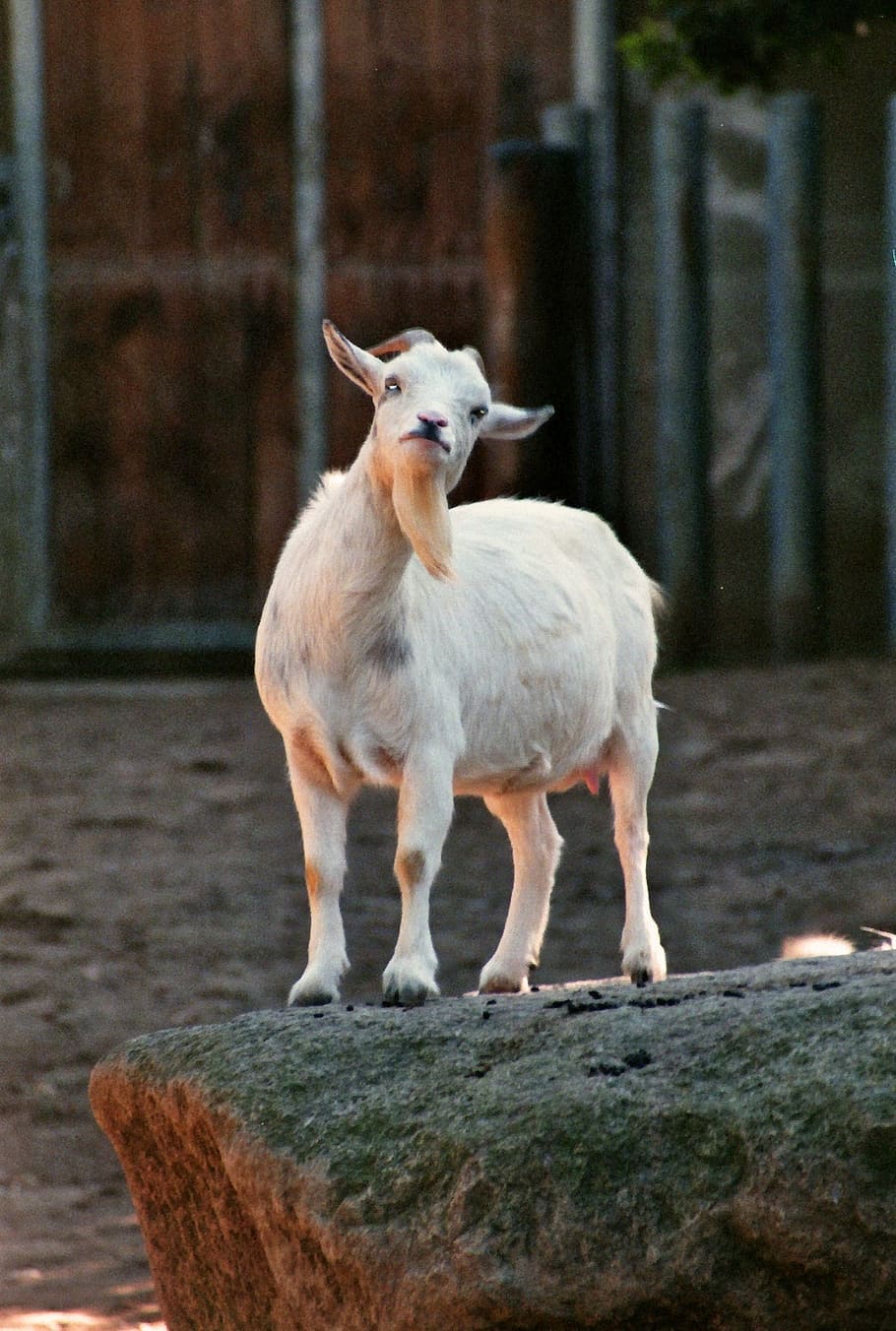 Goat, Bart, Zoo, Goatee, Animal World, head, horns, ruminant HD wallpaper