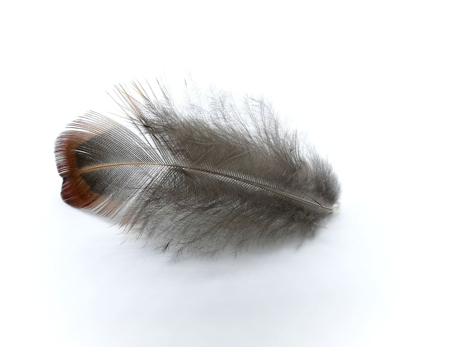 gray feather, pheasant, pheasant feather, bird feather, fluffy HD wallpaper