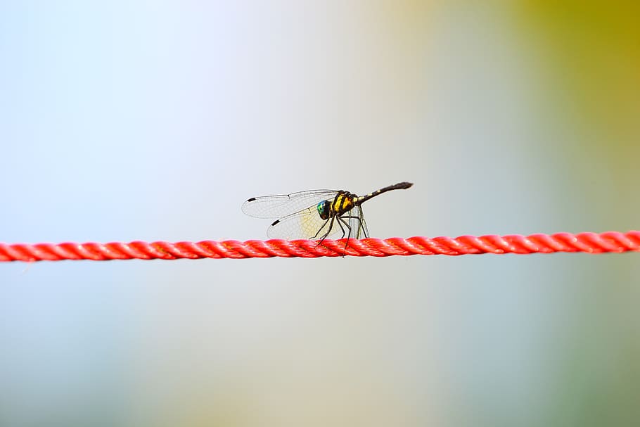rope, nature, wing, dragon fly, invertebrate, insect, animal themes HD wallpaper