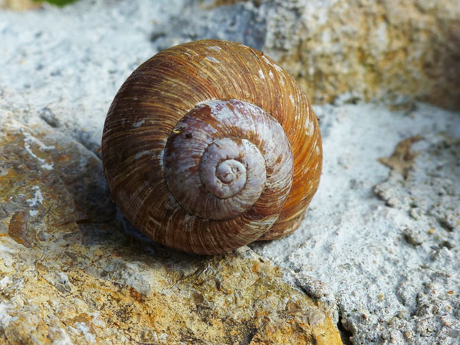 Snail, Shell, Withdrawal, Hide Away, animal, nature, animal Shell HD wallpaper