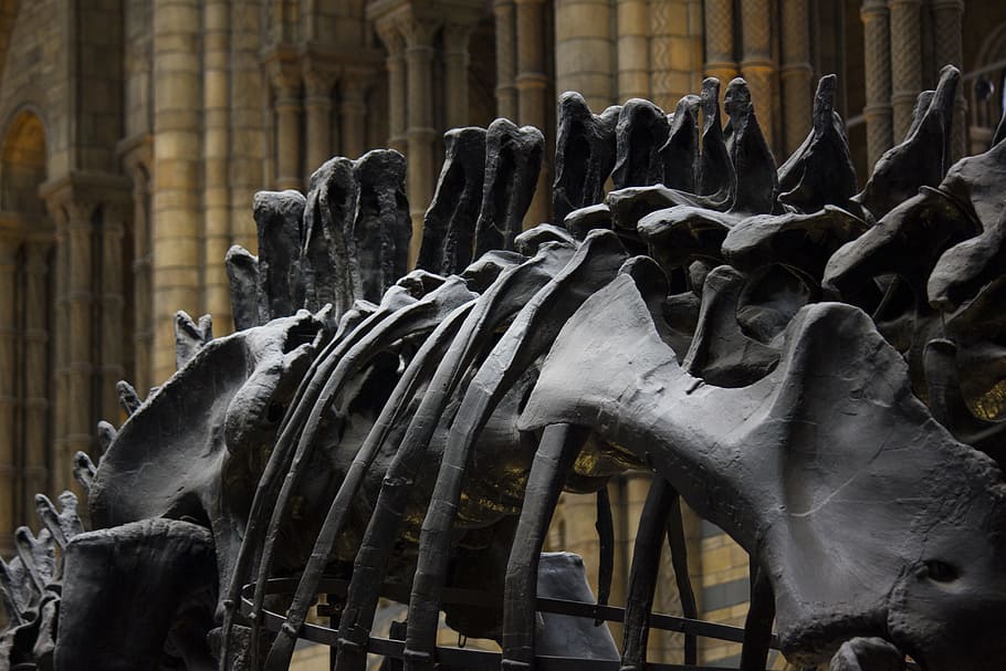 city, building, architecture, travel, bones, daylight, dinosaur HD wallpaper