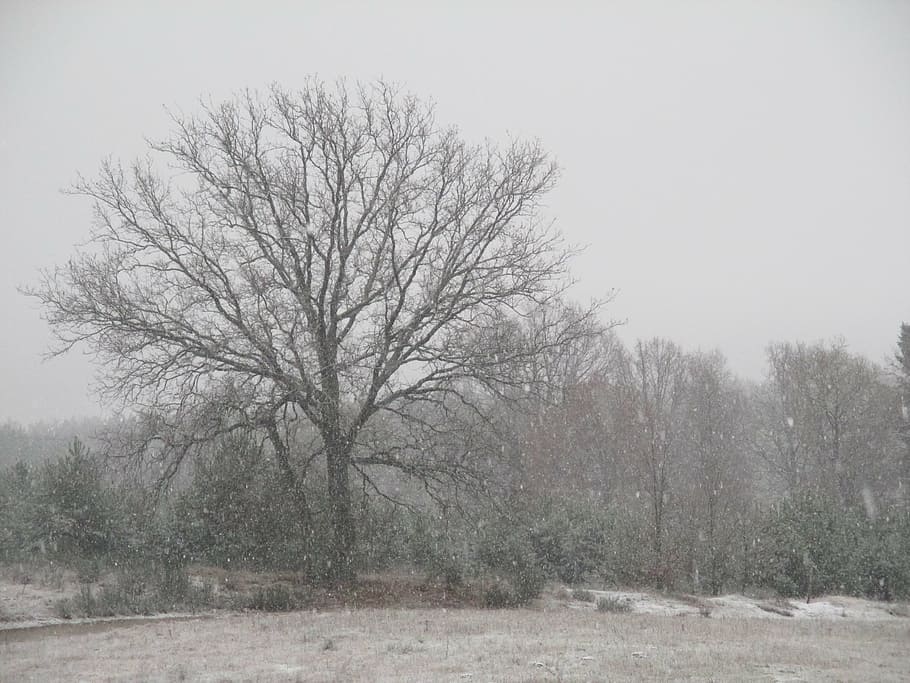 tree, snow, field, winter, nature, white, view, frost, forest HD wallpaper
