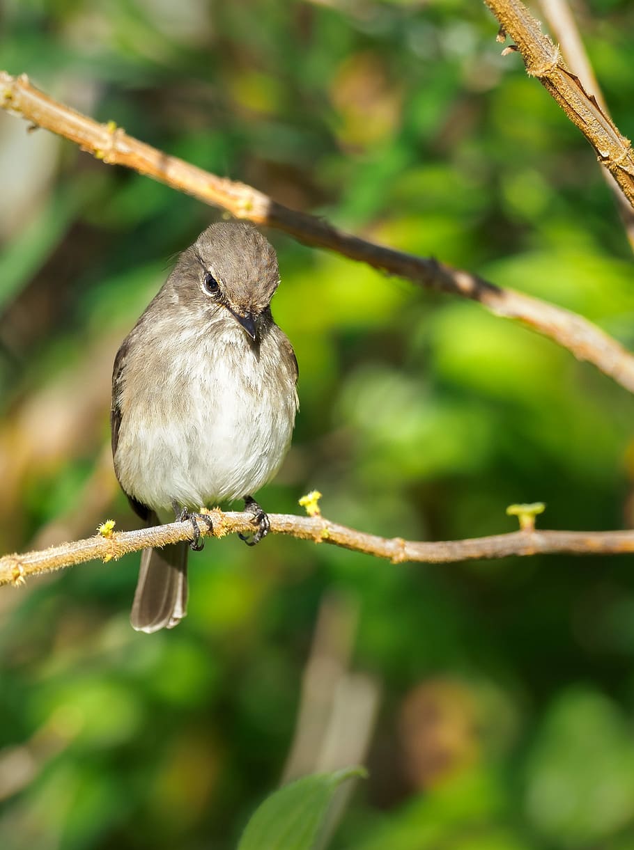 african dusky flycatcher, bird, nature, sparrow, branch, animal