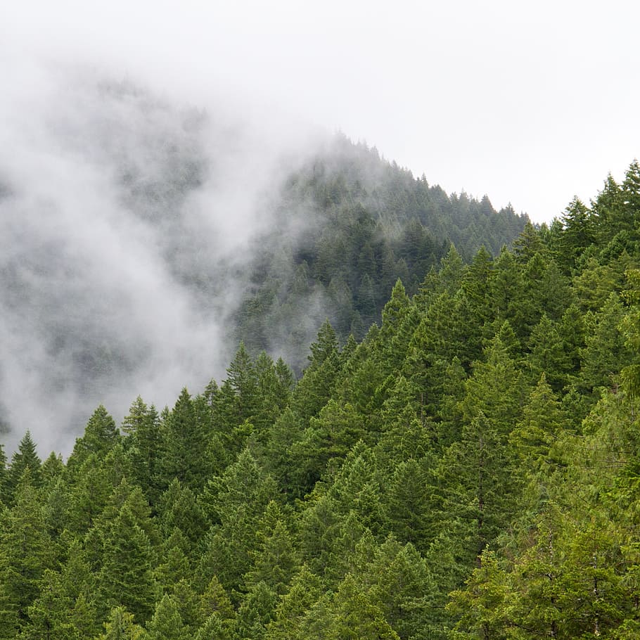 green, trees, plant, nature, forest, fog, cold, beauty in nature HD wallpaper