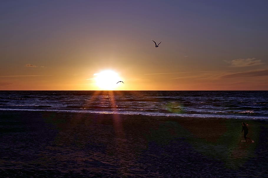 beach, bird, sunset, sea, water, sky, golden, yellow, the coast HD wallpaper
